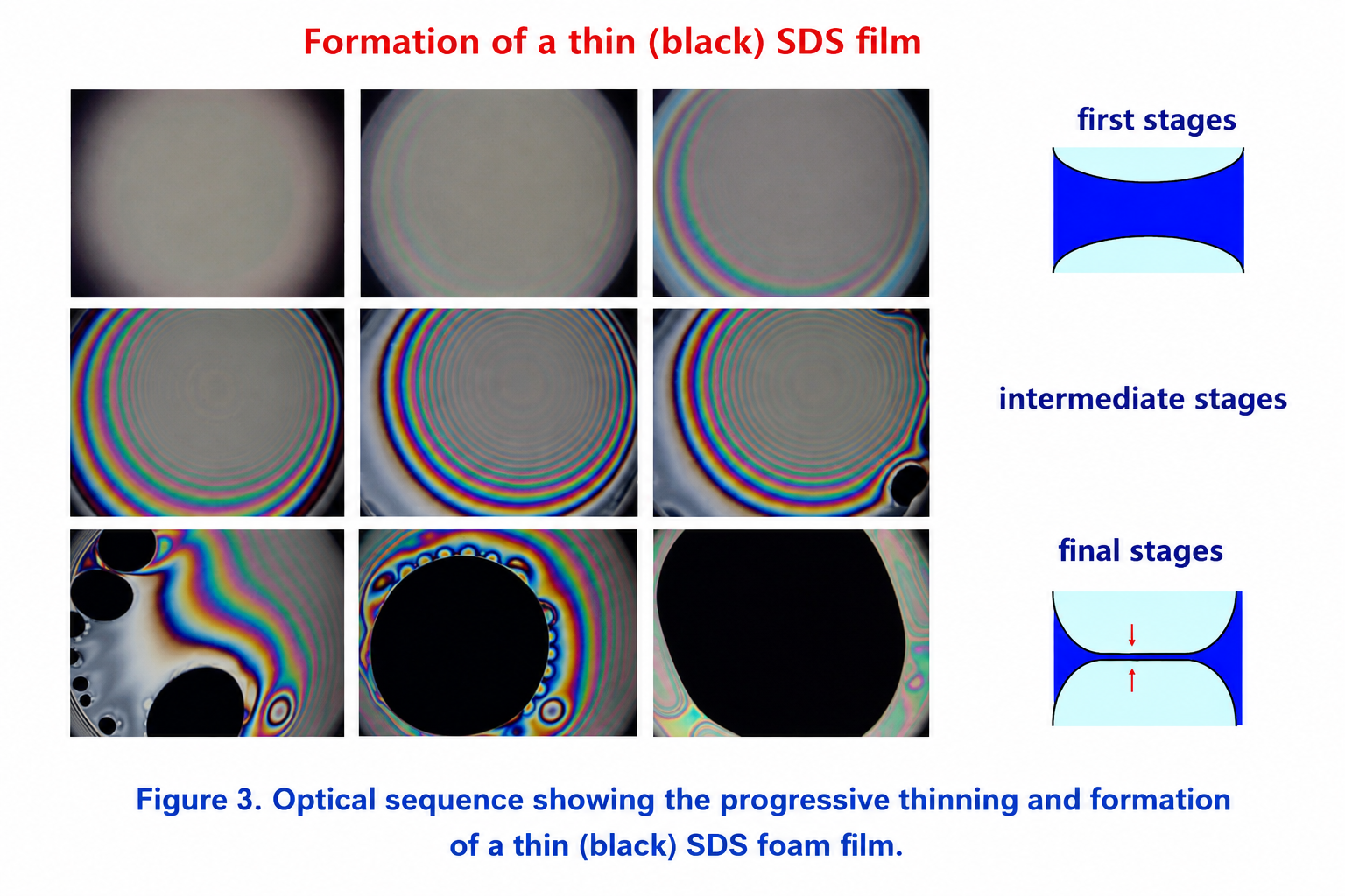 Optical sequence showing progressive thinning and formation of a thin black SDS foam film.